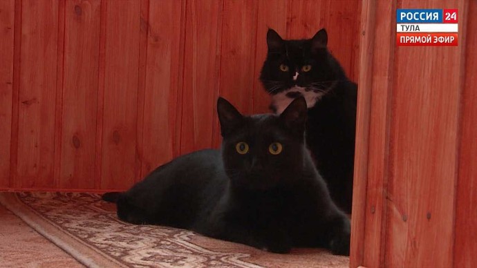 В День домашних животных тульским владельцам питомцев напомнили о правилах безопасности