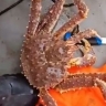 Самка краба угрожала ножом рыбаку: сахалинцев повеселило видео из моторной лодки