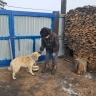 В Улан-Удэ для пса-отказника нашли новую семью