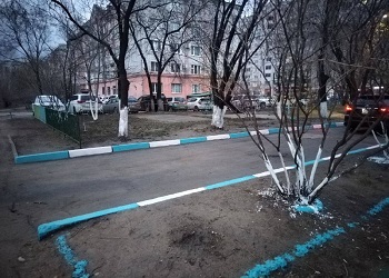 Благовещенцев просят не белить стволы деревьев