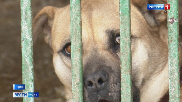 Суд обязал администрацию Тулы выплатить компенсацию девочке, которую покусала бродячая собака