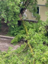 Управляющим компаниям напомнили об уходе за деревьями во дворах