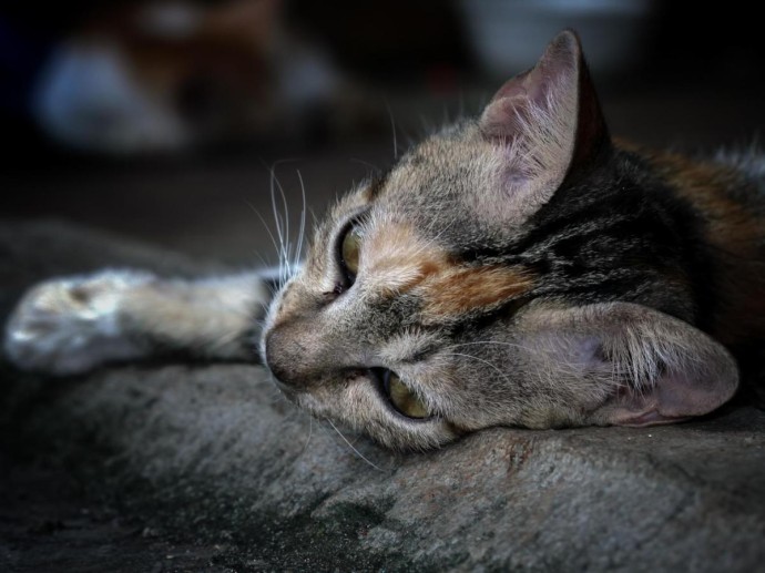 Кот стал тише и спит всё время? Это может быть не возраст, а сигнал беды Кот стал тише и спит всё время? Это может быть не возраст, а сигнал беды