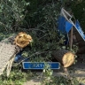В Новосибирске в результате падения тополя на остановку пострадали три человека