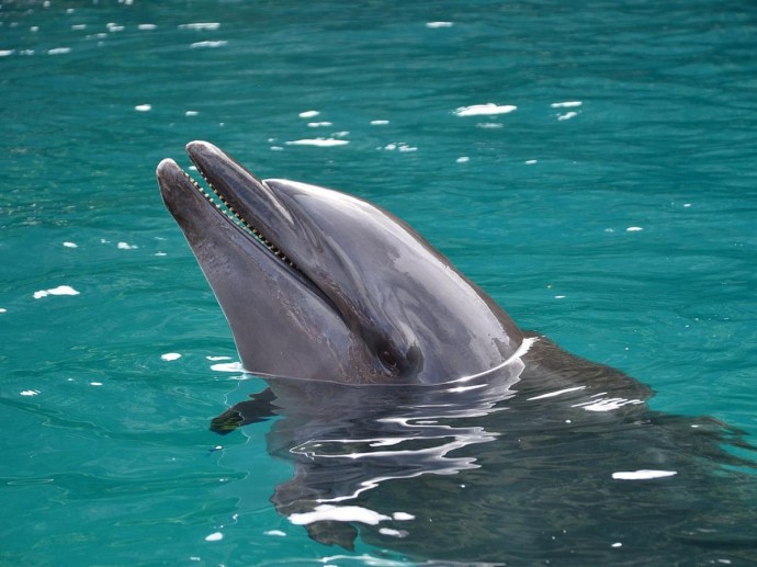 Афалины проявляют агрессию к другим морским животным Афалины проявляют агрессию к другим морским животным