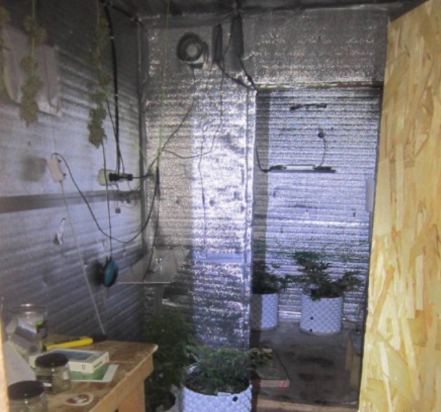 Житель Рузаевки выращивал коноплю на чердаке доме, у него изъято 169 гр. марихуаны