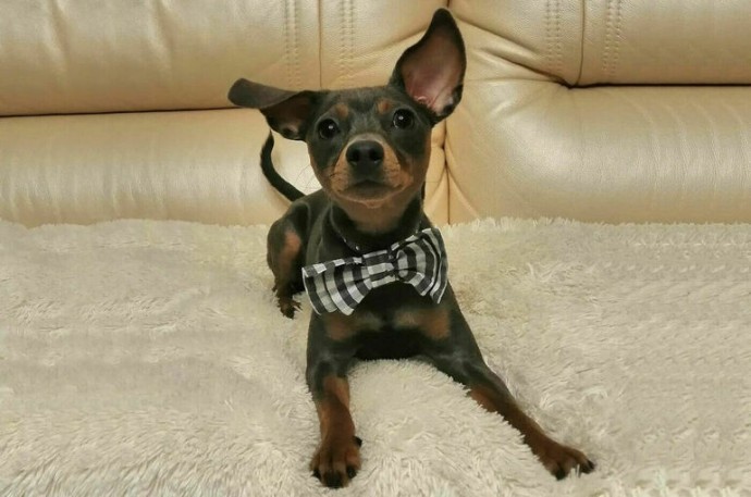 Разведение породистых собак предложили контролировать строже Разведение породистых собак предложили контролировать строже