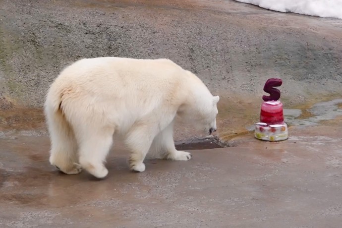 Московский зоопарк опубликовал видео с тортом для белой медведицы Айки Московский зоопарк опубликовал видео с тортом для белой медведицы Айки