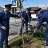 В Темрюкском районе сотрудники прокуратуры высадили кленовую аллею в честь 9 Мая