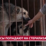 На Сахалине контроль, карантин и первичное лечение бездомных животных хотят отдать муниципалитетам