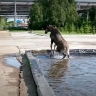 В Нижнекамске спасли застрявшего в водоеме лося