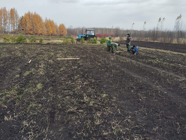 Для будущего озеления Уфы высажено 45 тысяч сеянцев кустарника Для будущего озеления Уфы высажено 45 тысяч сеянцев кустарника