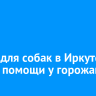 Приют для собак в Иркутске просит помощи у горожан