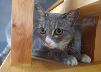 Овнам не удастся натянуть на себя маску, Ракам придется умерить шаг Овнам не удастся натянуть на себя маску, Ракам придется умерить шаг