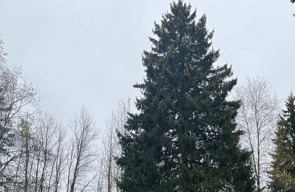 В Рузском районе Подмосковья спилили главную новогоднюю ёлку России В Рузском районе Подмосковья спилили главную новогоднюю ёлку России