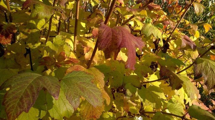 В Башкирии в конце осени и начале зимы ожидается необычная погода В Башкирии в конце осени и начале зимы ожидается необычная погода