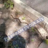 «Чья теща потерялась?»: жители Владивостока заметили шустрого полоза