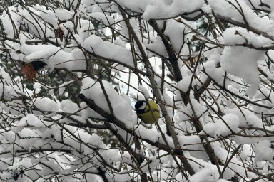 Техника расчищает Подмосковье от снега 5 января