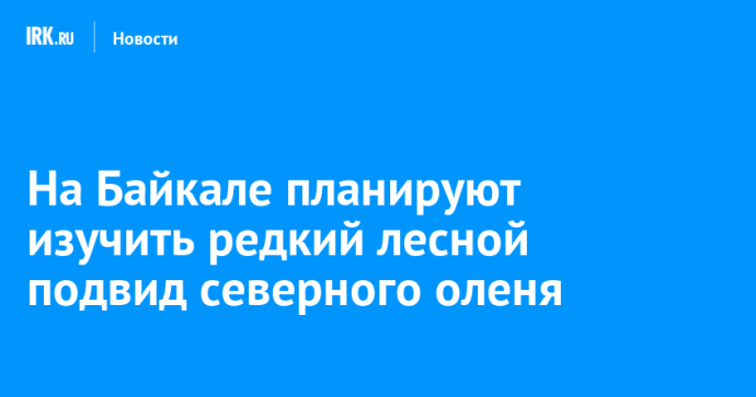 На Байкале планируют изучить редкий лесной подвид северного оленя