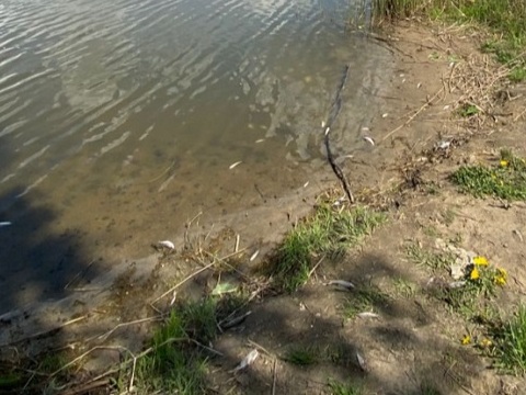 Причины замора рыбы устанавливают в Ардатовском районе Мордовии