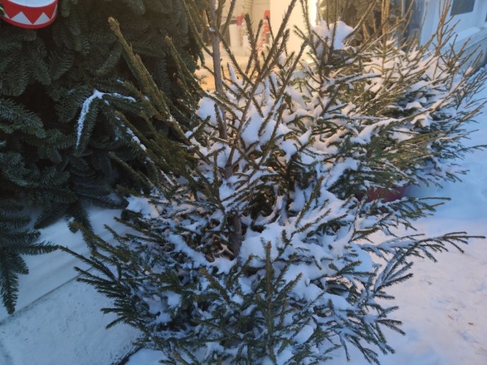 Ароматная магия — как жителям Башкирии выбрать елку