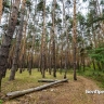 Белгородцы – участники акции «Сохраним лес» высадят более 1 млн сеянцев и саженцев