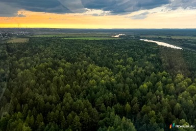 В Кирове расширили карантинную зону из-за опасного вредителя