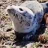 Сахалинцы спасли детёныша нерпы на берегу моря