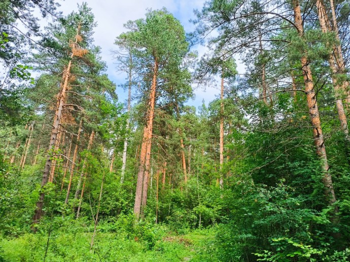 В Пензе завершают оформление охранной зоны Ахунского соснового бора