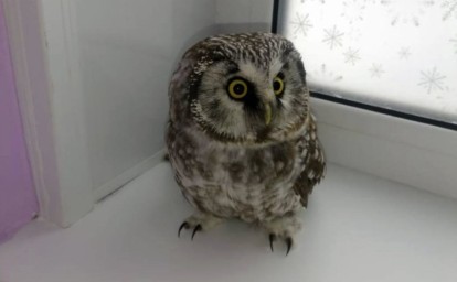 В Петропавловске-Камчатском нашли замерзающую сову во время циклона