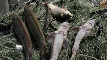 Злостные браконьеры не в праве рассчитывать на смягчение приговора — ВС