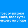 В Хомутово электрики спасли кота, двое суток просидевшего на опоре