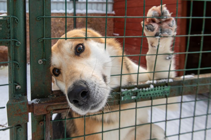 Административные дела за плохое содержание животных будут возбуждать быстрее Административные дела за плохое содержание животных будут возбуждать быстрее