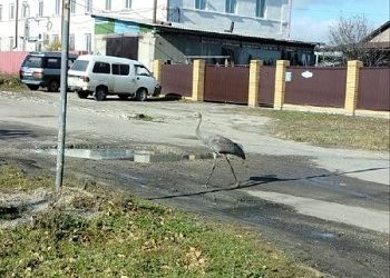 Серый журавль прогулялся по городу в Амурской области