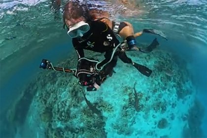 Нападение стаи акул на дайвера попало на видео