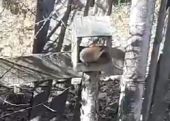 В Приамурье засняли перекус упитанной сойки