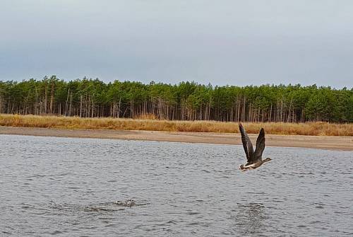 Дикие гуси покидают Приамурье Дикие гуси покидают Приамурье
