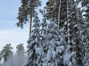 ​Снежно и холодно: метеорологи рассказали о погоде в Пермском крае в январе