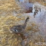 В Якутии 21 августа стартует сезон охоты на водоплавающую и боровую дичь
