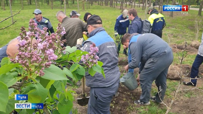 «Сирень Победы»: в Центральном парке Тулы высадили 30 кустов