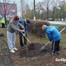 На проспекте Богдана Хмельницкого в Белгороде высадили 200 новых деревьев и кустарников