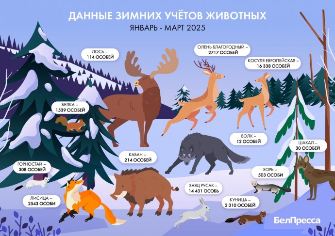 В Белгородской области подвели итоги зимнего учёта животных (инфографика)