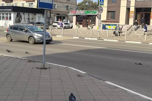 В Белогорске забота о голубях обернулась трагедией на дороге В Белогорске забота о голубях обернулась трагедией на дороге