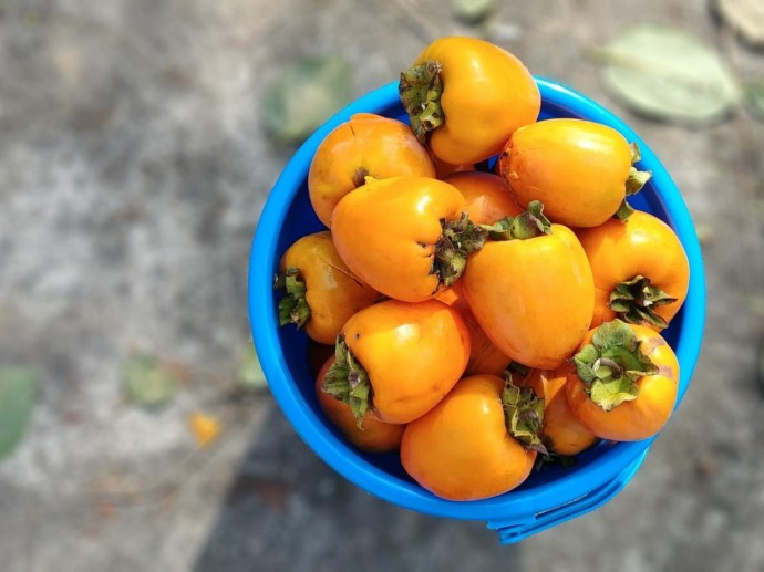 Хурма меняет курс: Россия больше не главный покупатель золотых плодов из Азербайджана