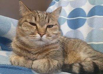 Стрельцам придется забыть о гордости, Раки будут недовольны собой Стрельцам придется забыть о гордости, Раки будут недовольны собой