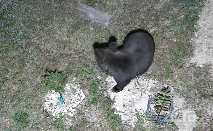 В Корсаковском районе медведи разгромили пасеку В Корсаковском районе медведи разгромили пасеку