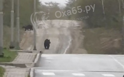 Видео с детьми, гуляющими рядом с медведями на Сахалине, набирает популярность