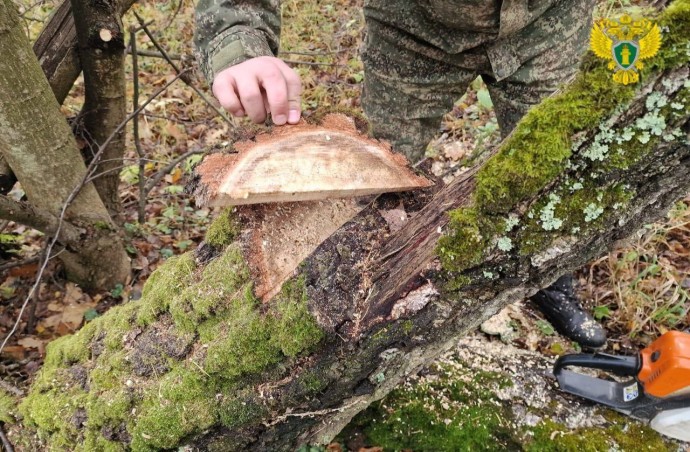 В Тульском лесничестве незаконно вырубили деревья: возбуждено дело В Тульском лесничестве незаконно вырубили деревья: возбуждено дело