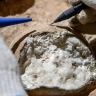 В Германии нашли новый вид ихтиозавров с мощным скелетом