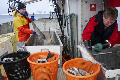 В Норвегии предупредили об угрозе срыва рыбного соглашения с Россией В Норвегии предупредили об угрозе срыва рыбного соглашения с Россией
